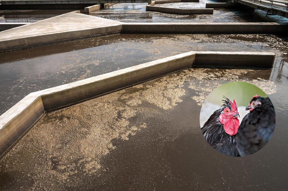 屠宰廢水處理方案｜穩(wěn)定達標，運維更簡便